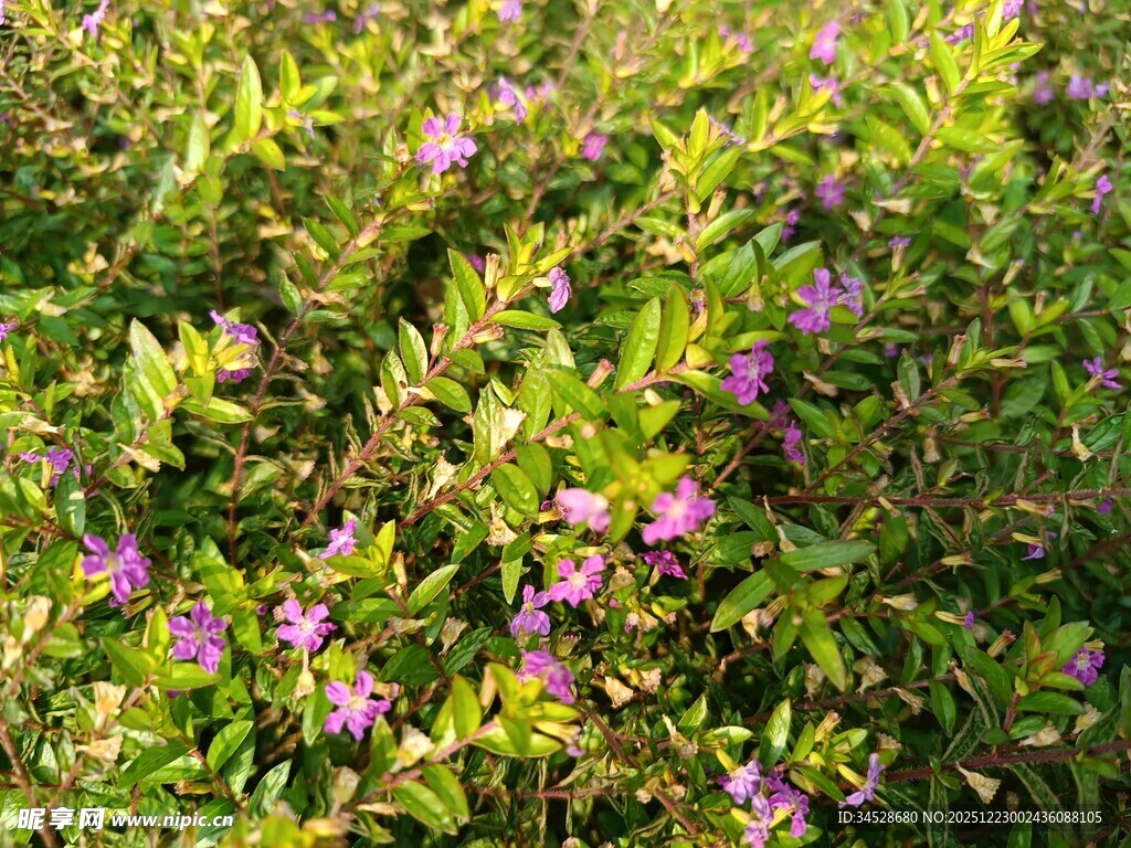 繁茂紫花绿植景观