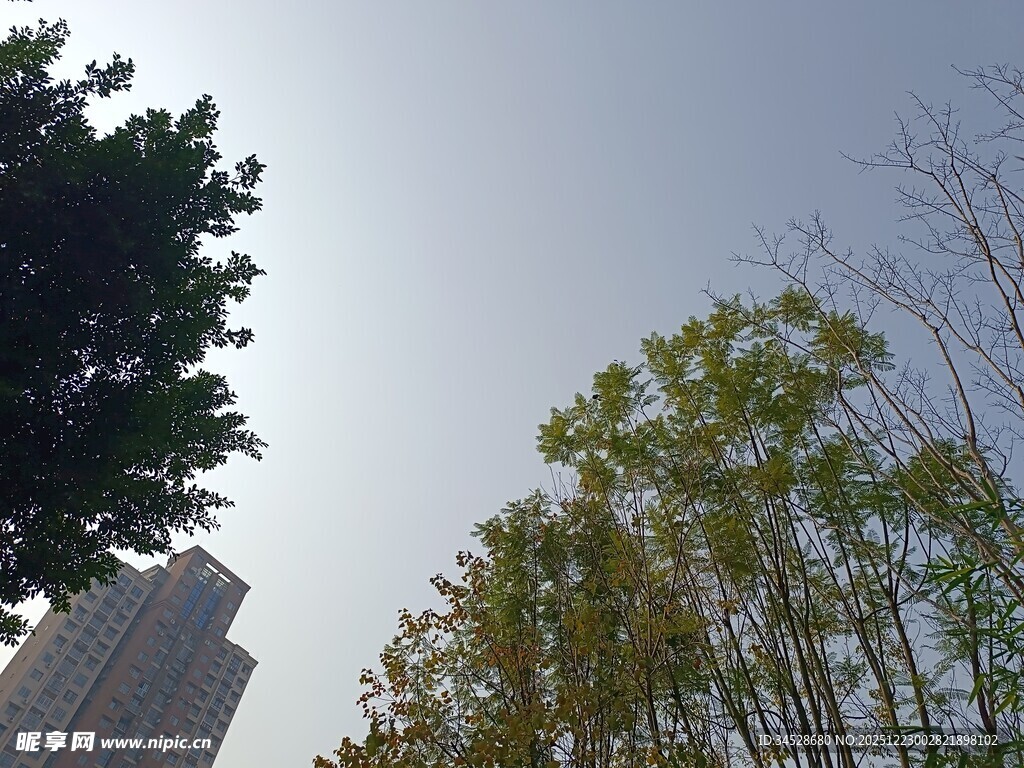 城市中树木与高楼景观