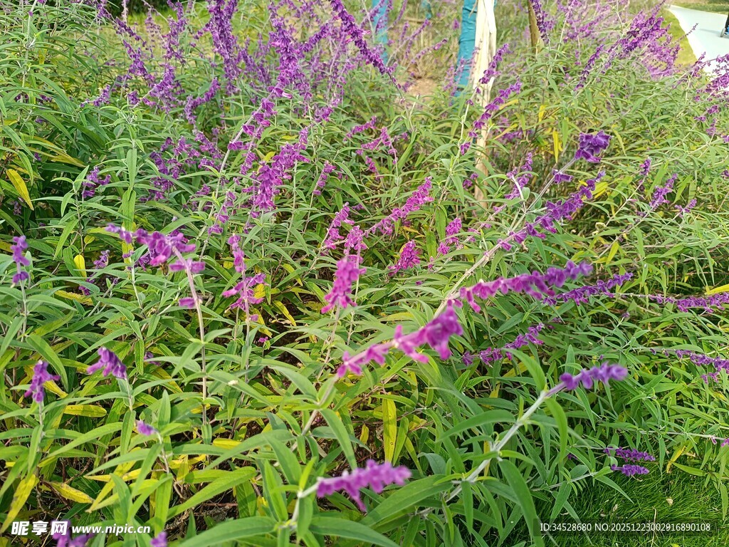 紫色花丛绽放生机