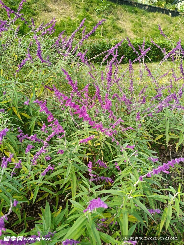 紫色野花绽放于绿野间