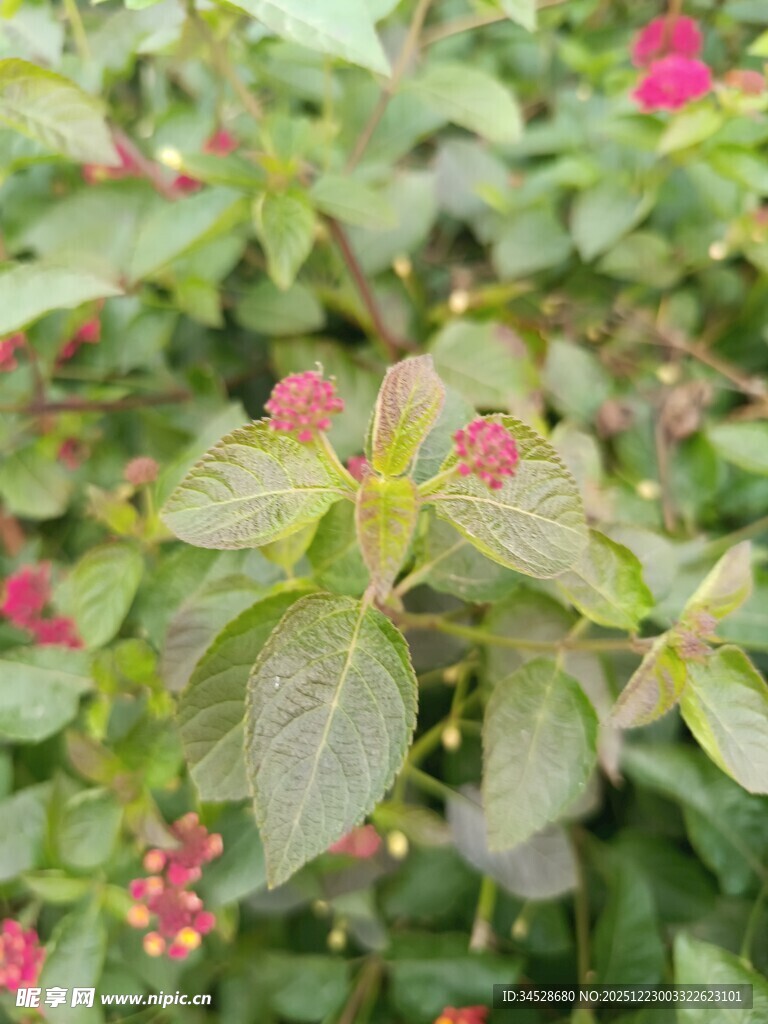 绿叶间的粉红小花