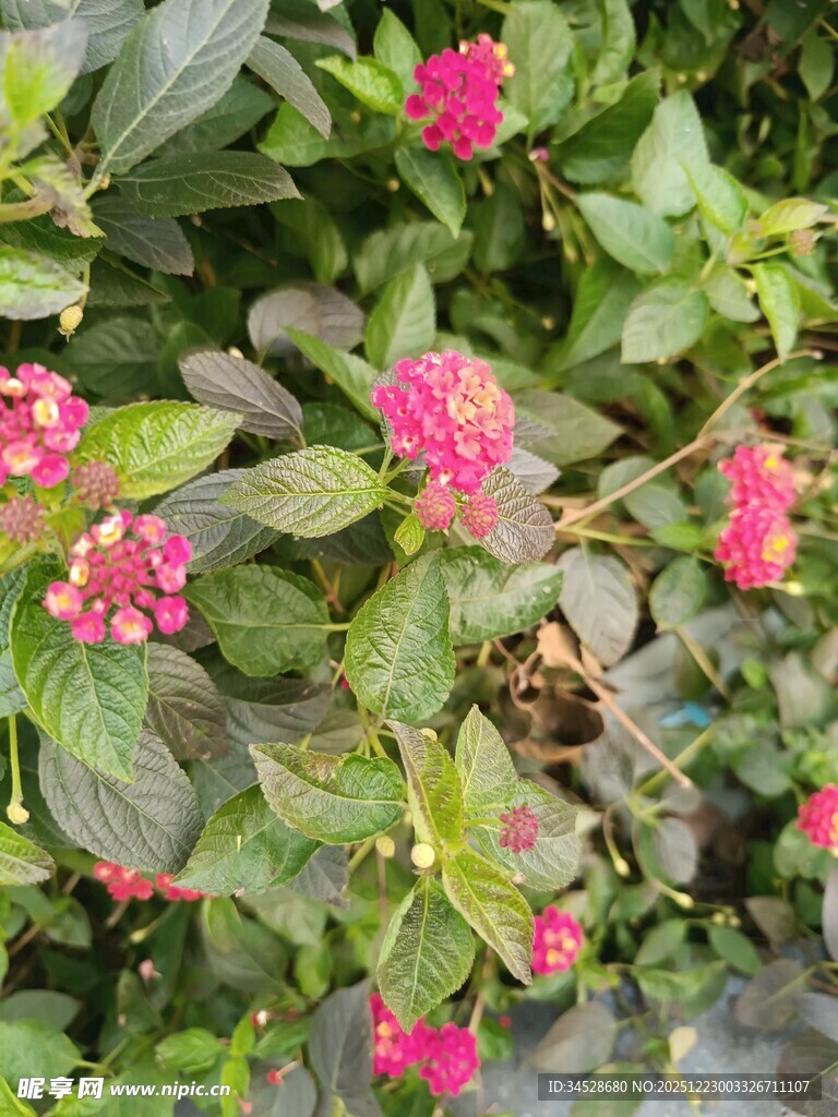 绿叶间的娇艳粉色花朵