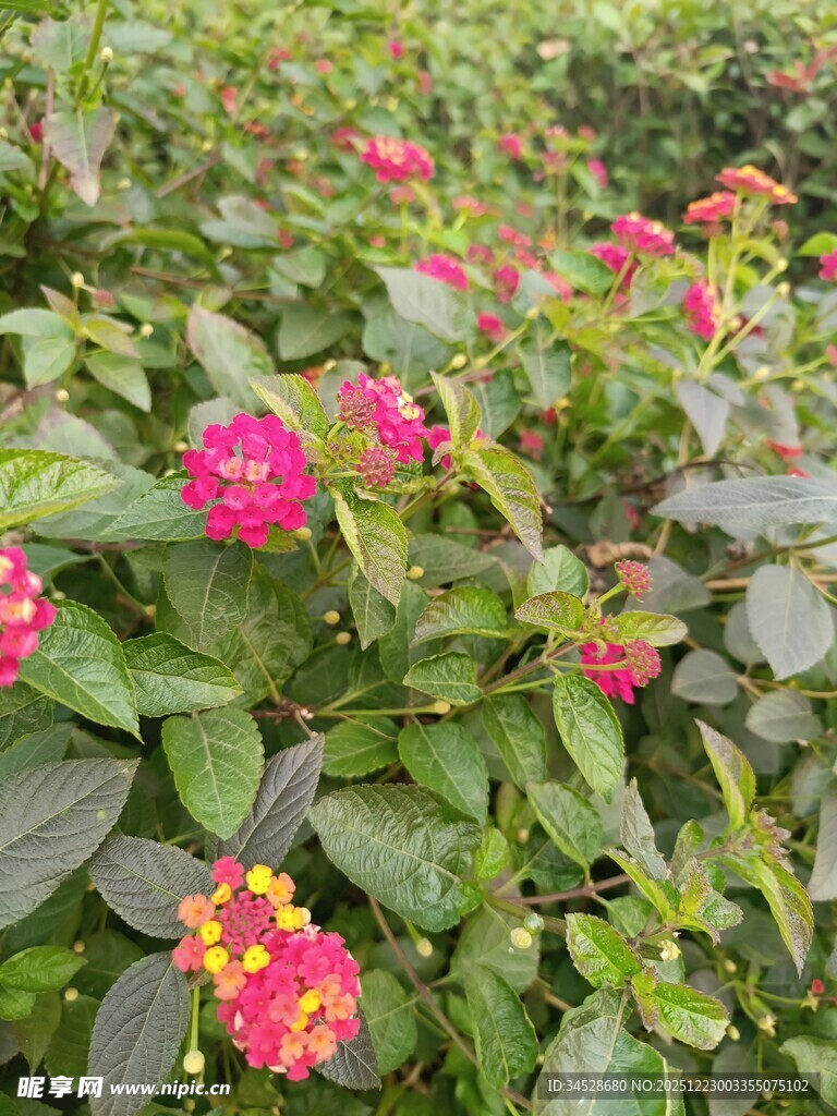 多彩马缨丹绽放绿叶间