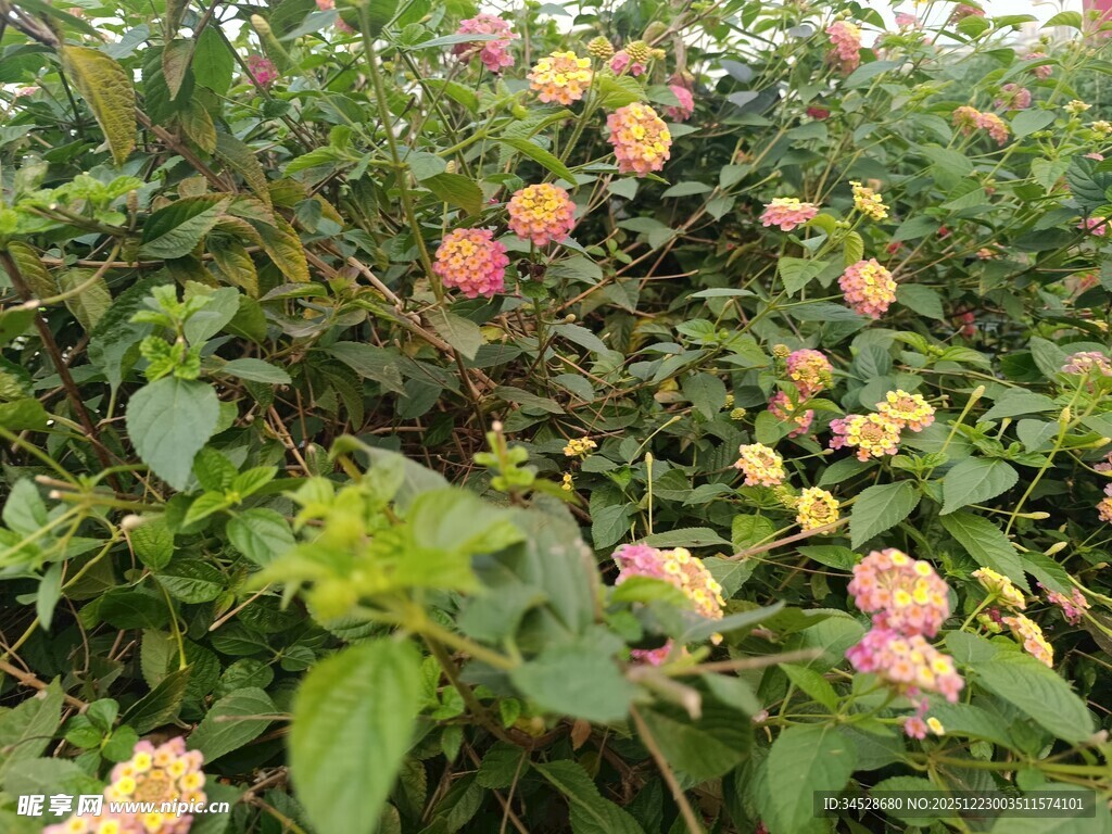 多彩花丛绽放美丽