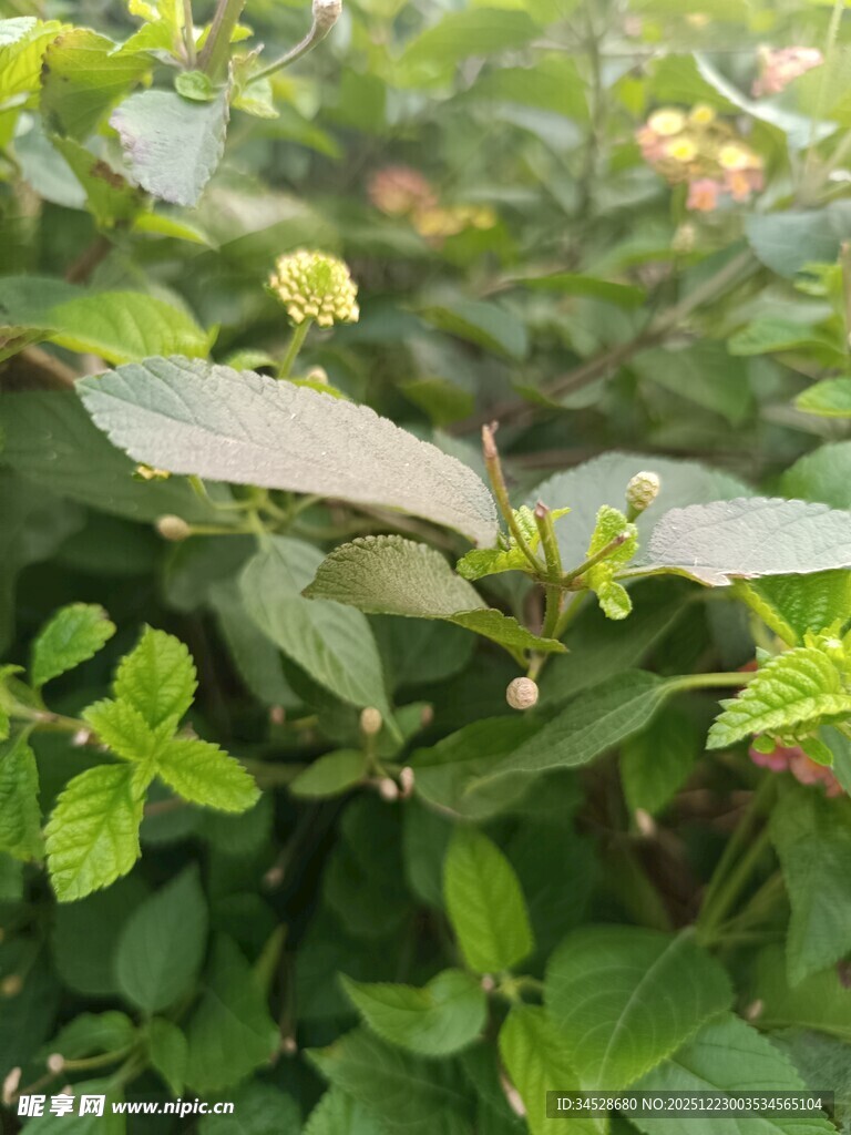 绿叶丛中的黄色小花