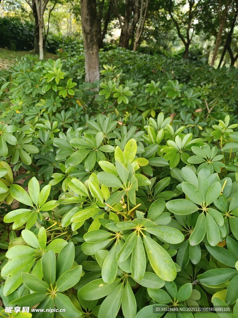 绿意盎然的灌木丛景观