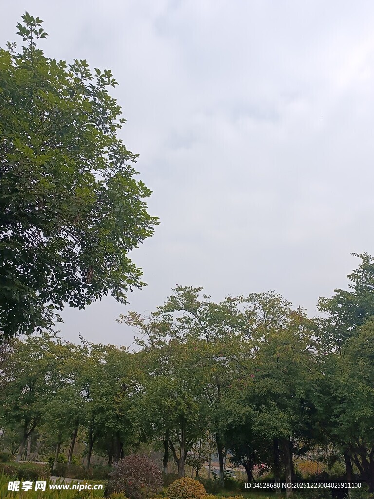 户外绿树成荫的自然景致