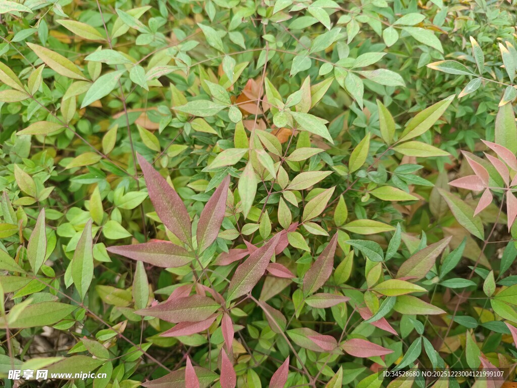 多彩叶片植物特写