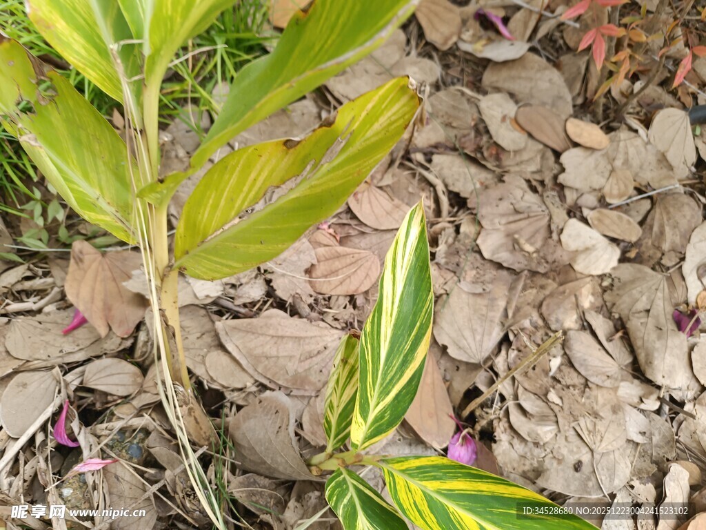 绿叶植物与碎石景观