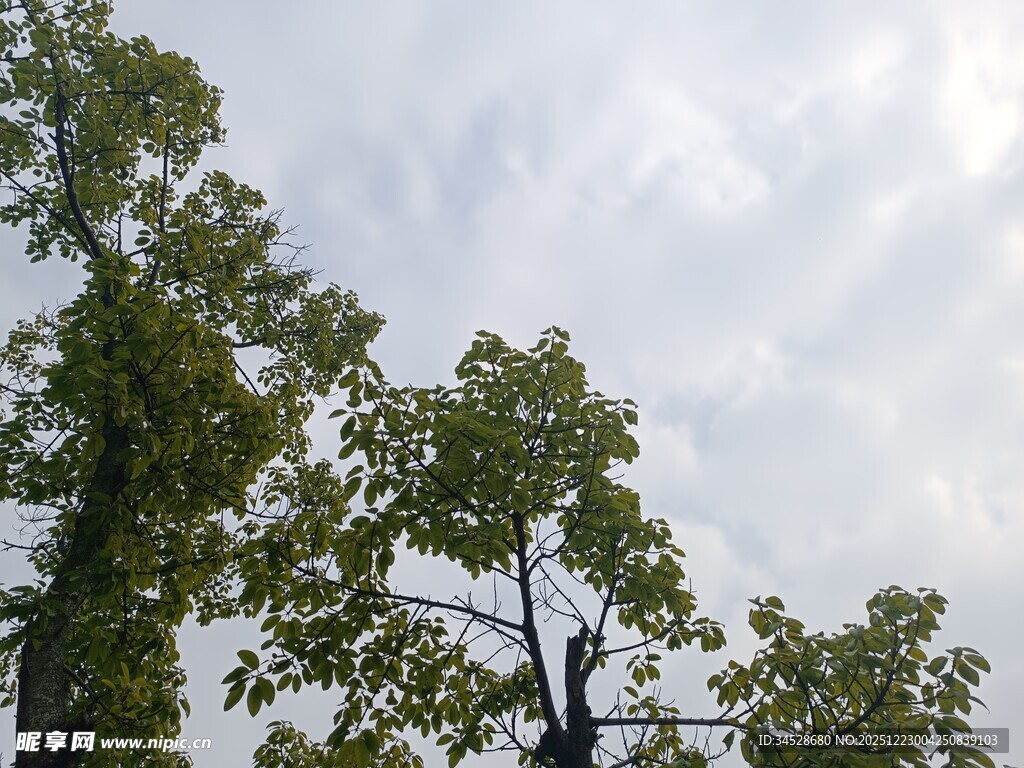 天空下的葱郁树木