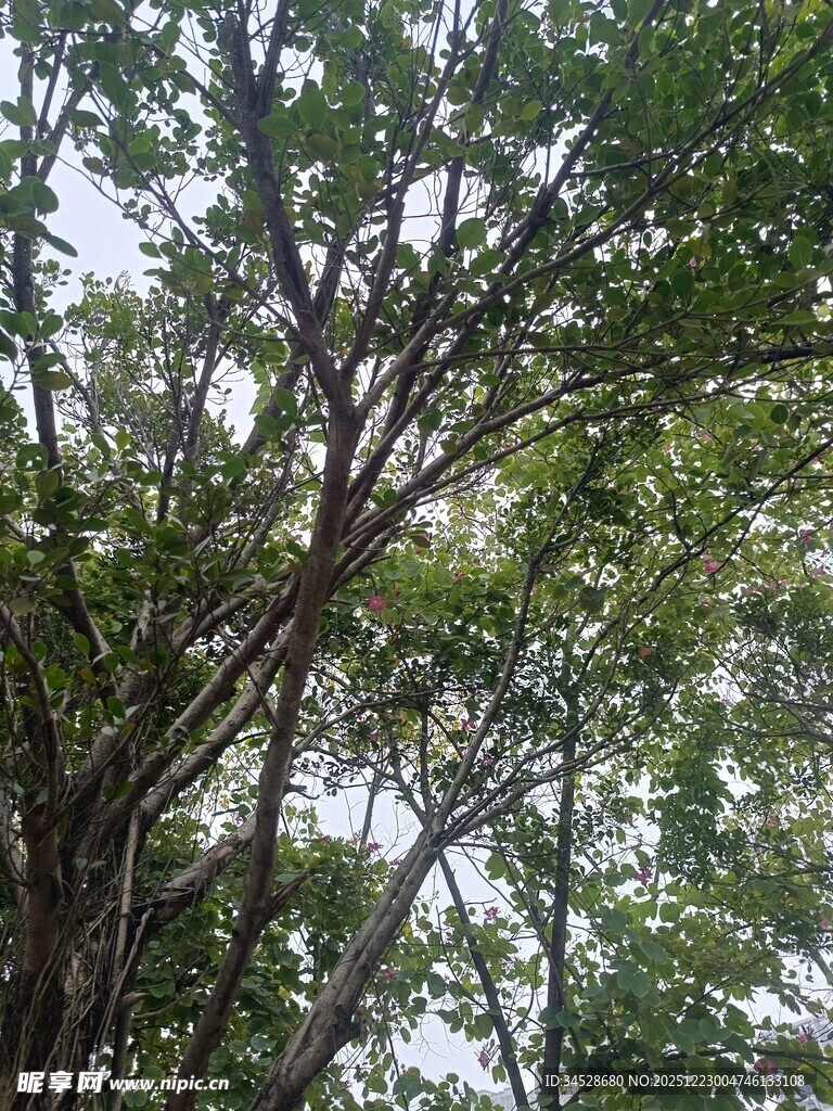 繁茂树林中的葱郁树冠