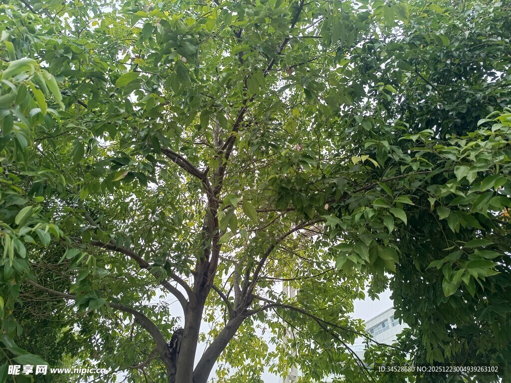 繁茂绿树展现自然生机