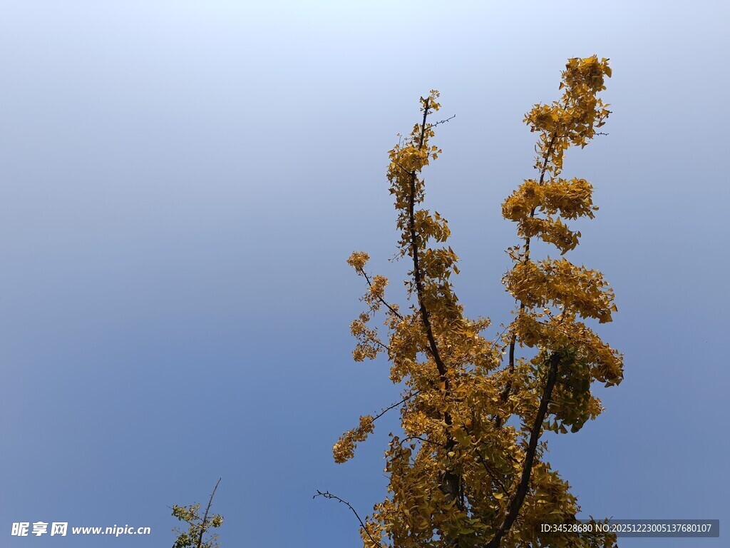 蓝天映衬下的金黄花枝