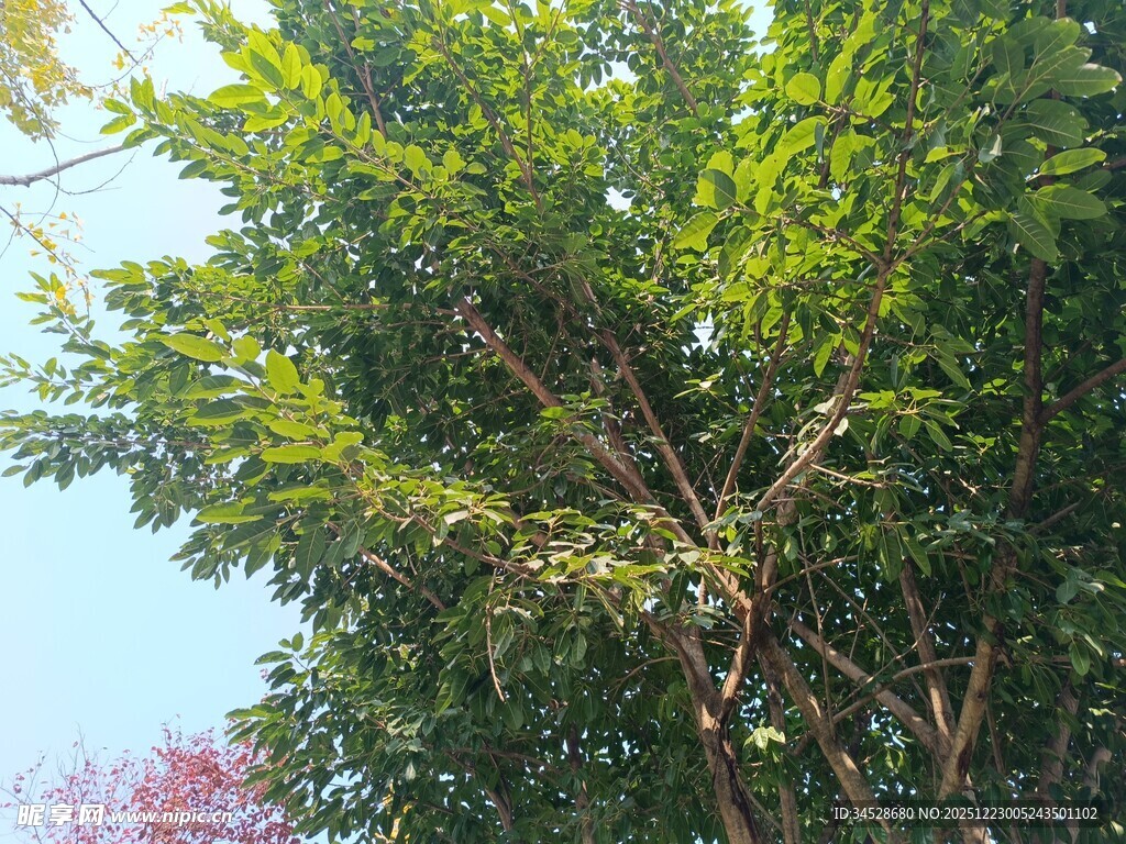 绿叶繁茂的树木景观