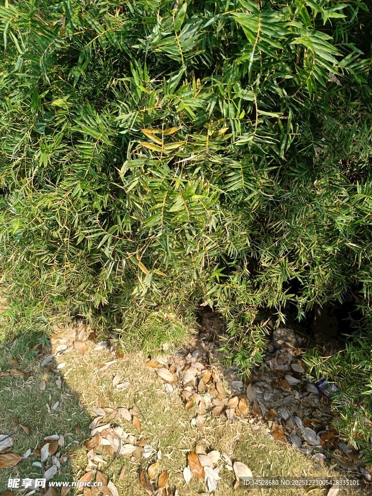 绿意盎然的草地与灌木丛