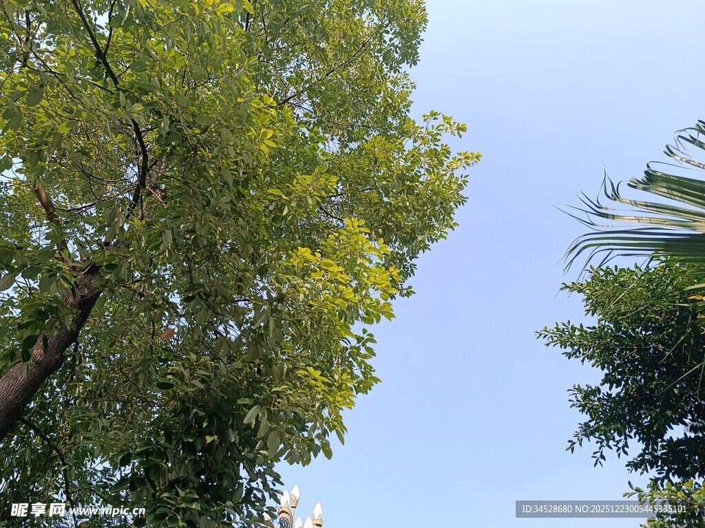 仰视葱郁树木与蓝天