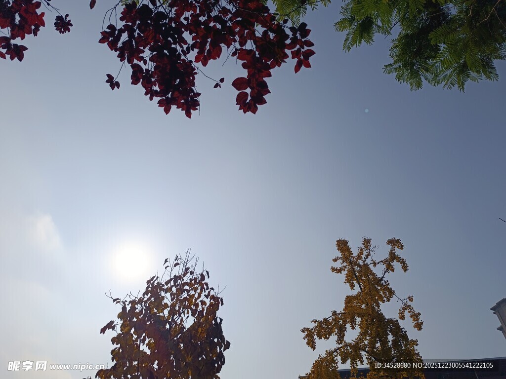 阳光下多彩树木景致