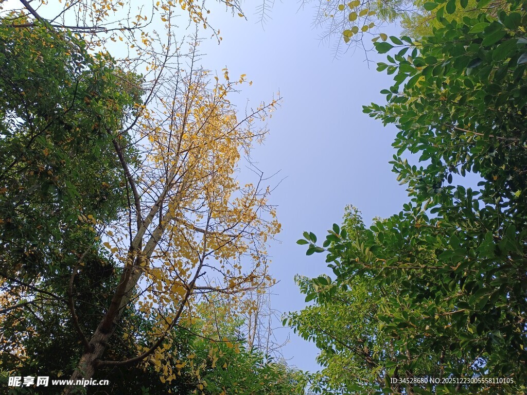 秋日林间树梢蓝天景致