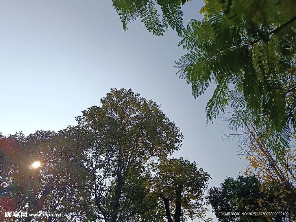 夕阳下的繁茂树木