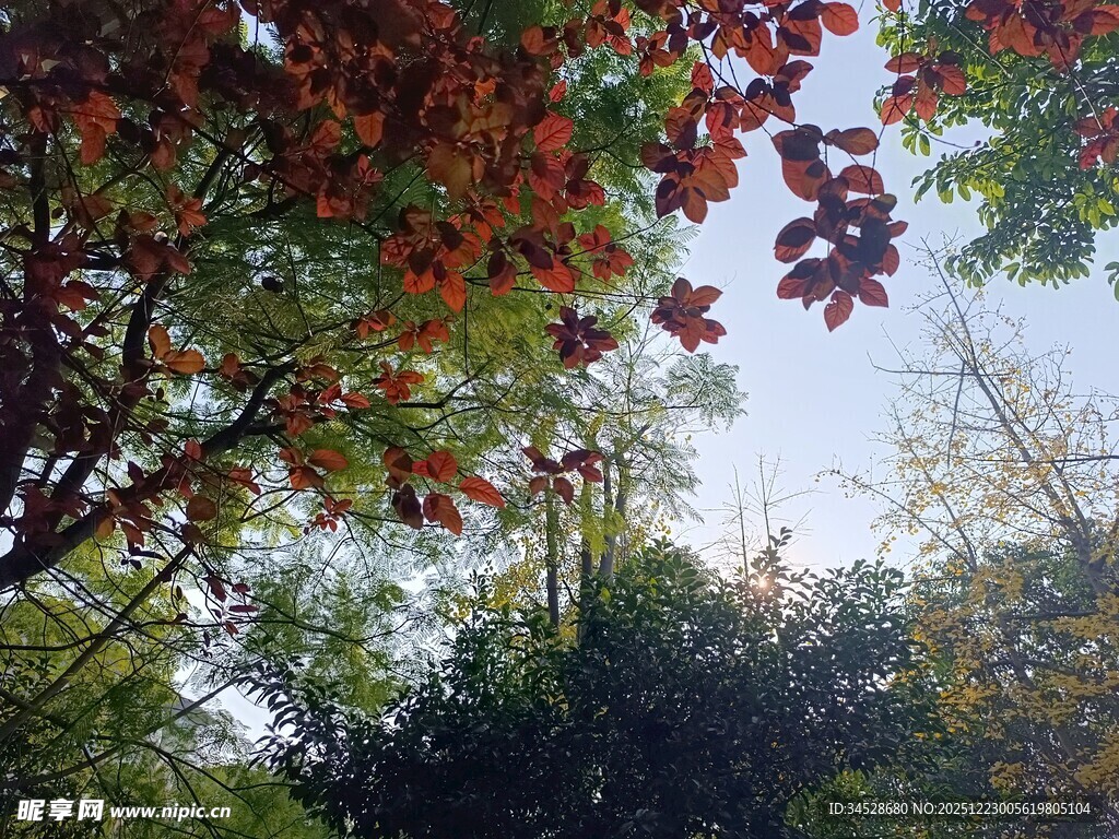 秋日斑斓树叶景观