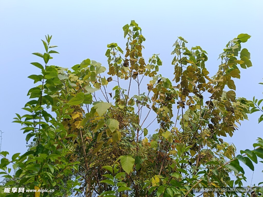 枝头绿叶繁茂的树木