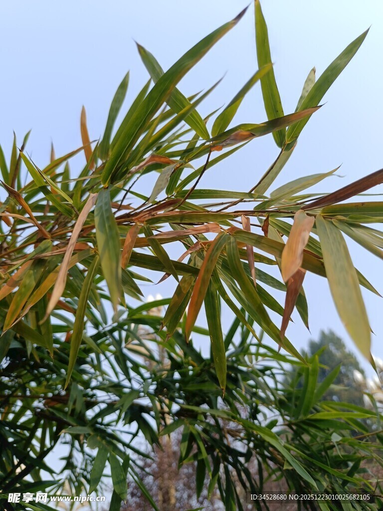 翠绿竹叶在蓝天映衬下