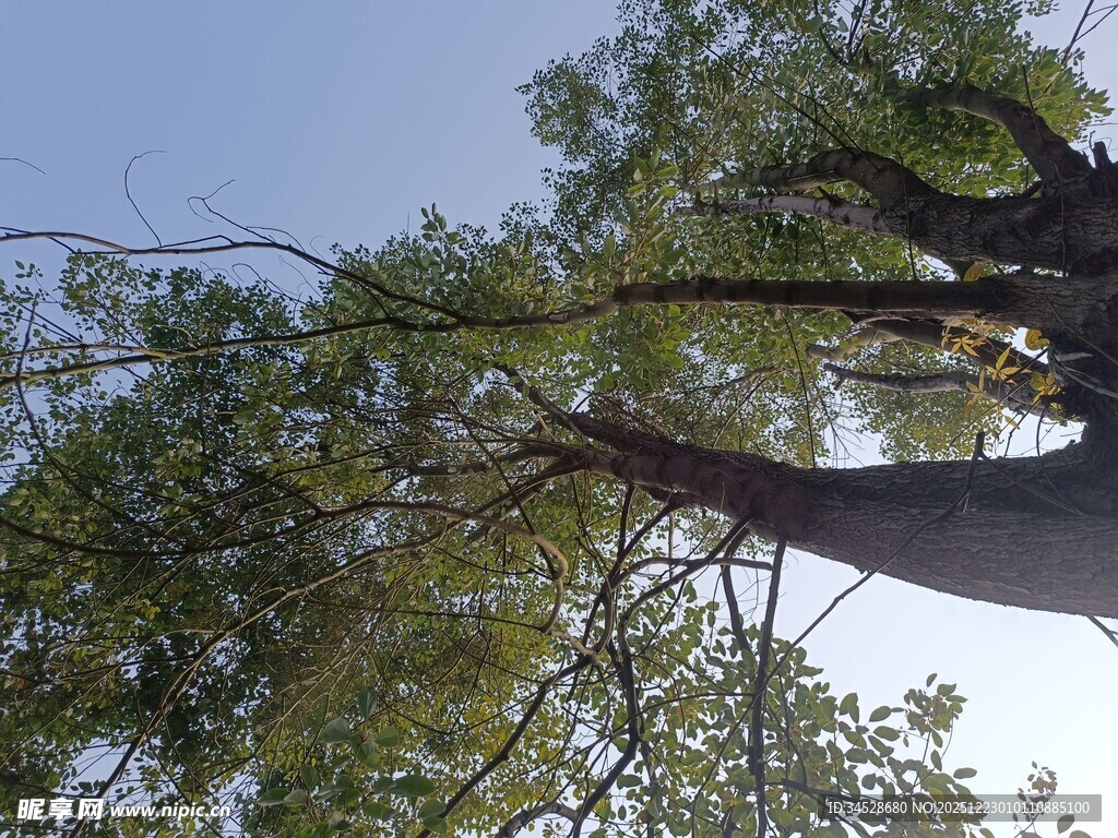仰视繁茂大树