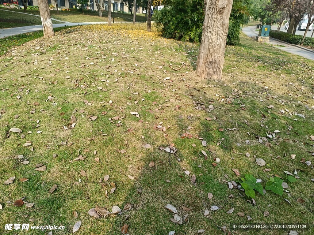 户外草地树木自然景象