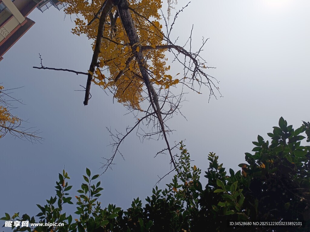 仰望金黄银杏树枝