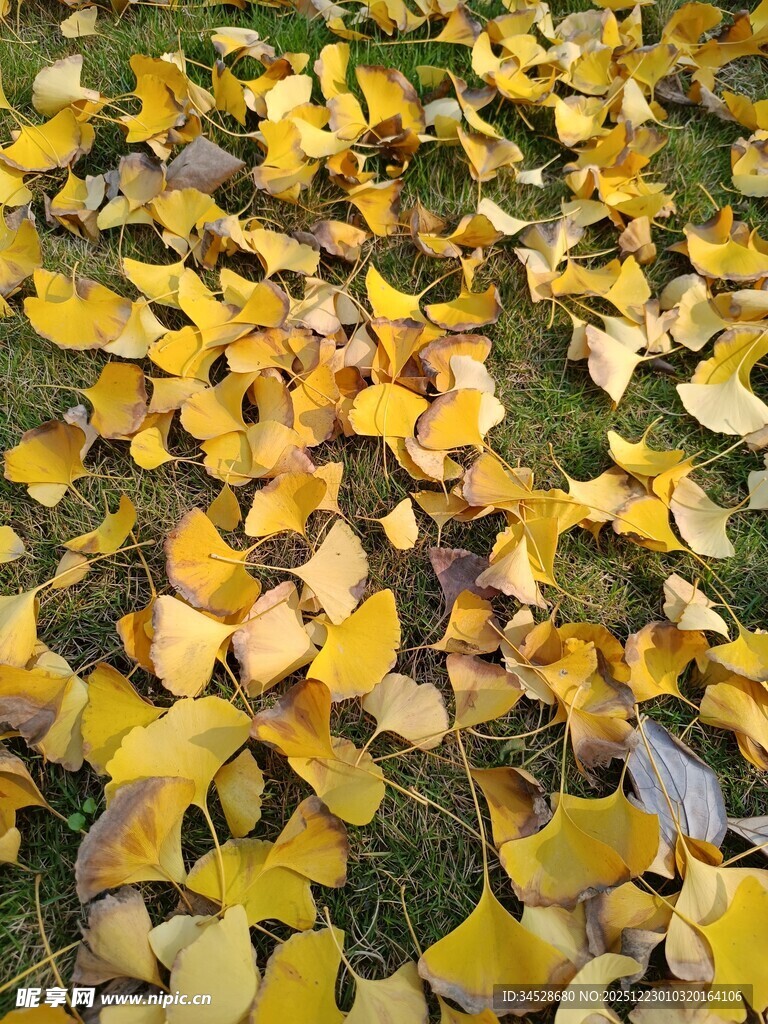 银杏落叶铺就秋日美景