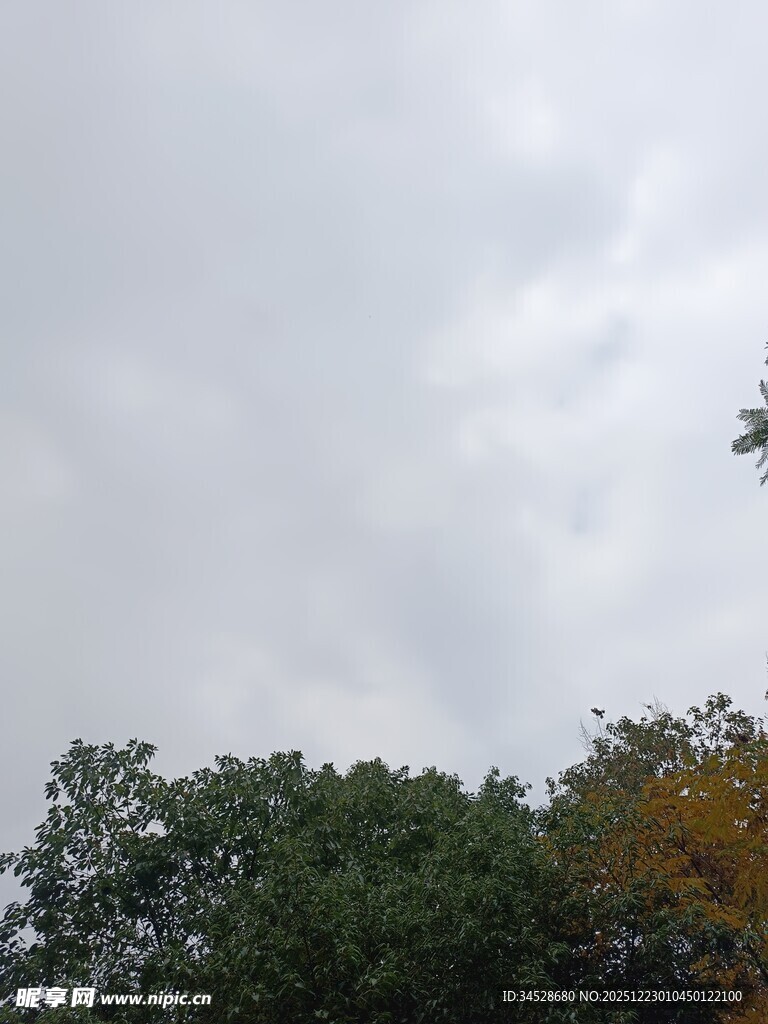 阴天树林上方的灰白天空