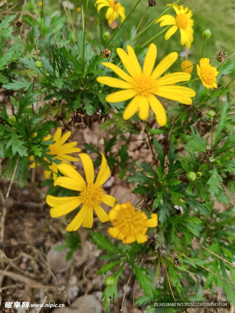 黄色小花绽放于草丛间