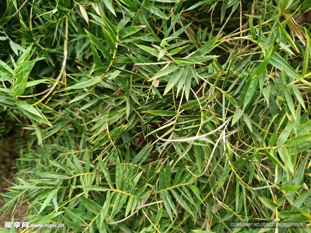 茂密翠绿的野生植物