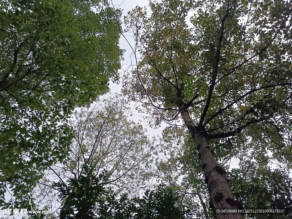 仰视茂密树林树冠