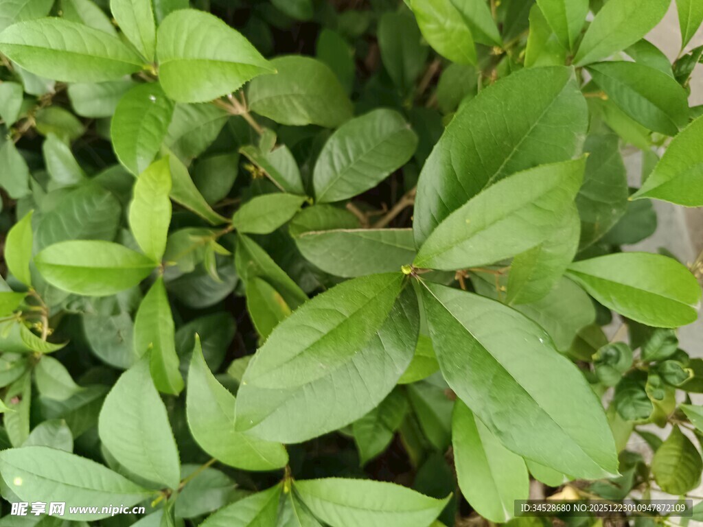 翠绿繁茂的叶片植物