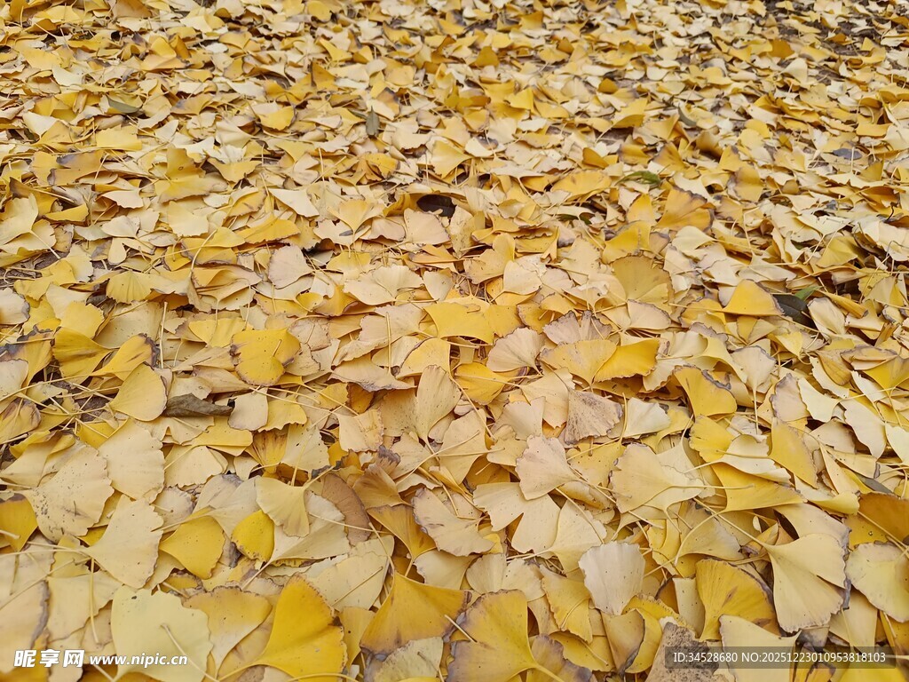 金黄落叶铺满地面的美景