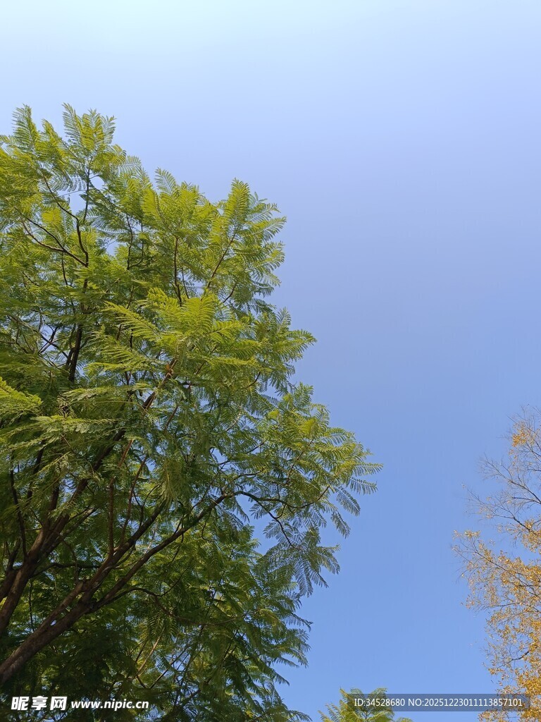 蓝天映衬下的葱郁绿树