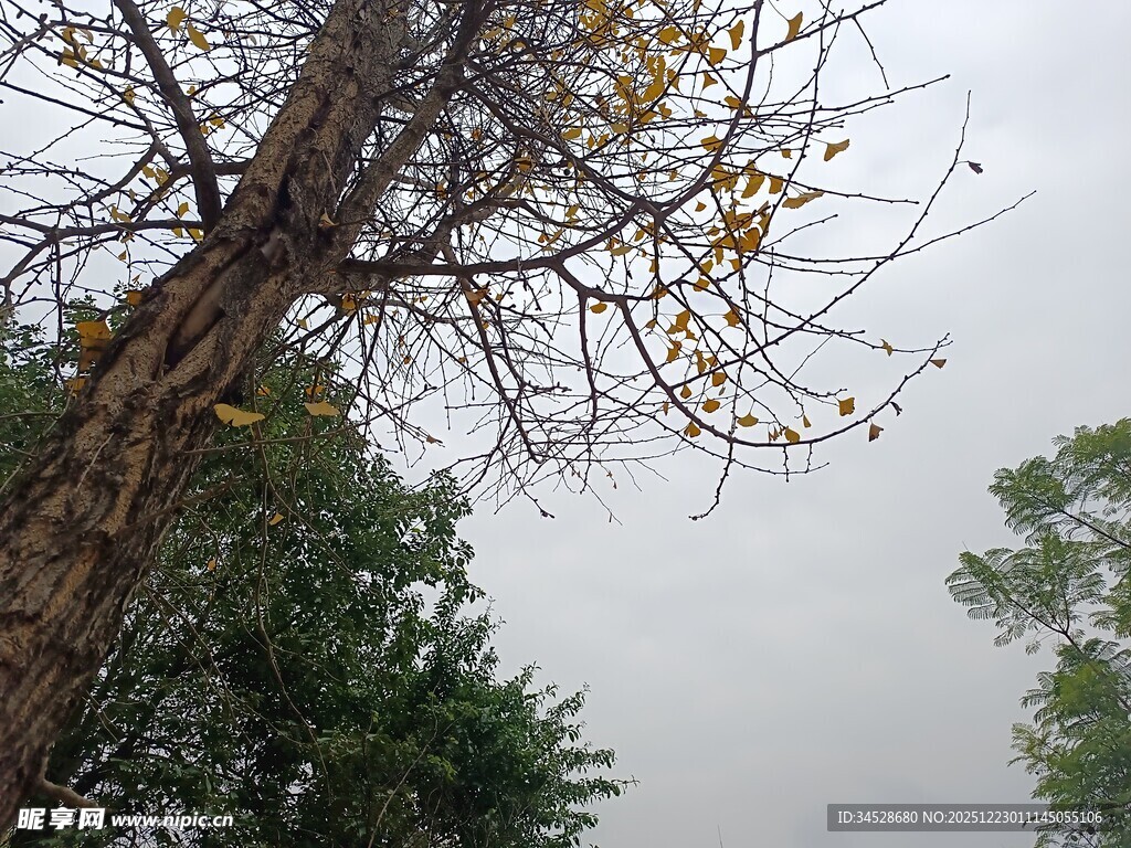 秋日枯树与葱郁树木对比