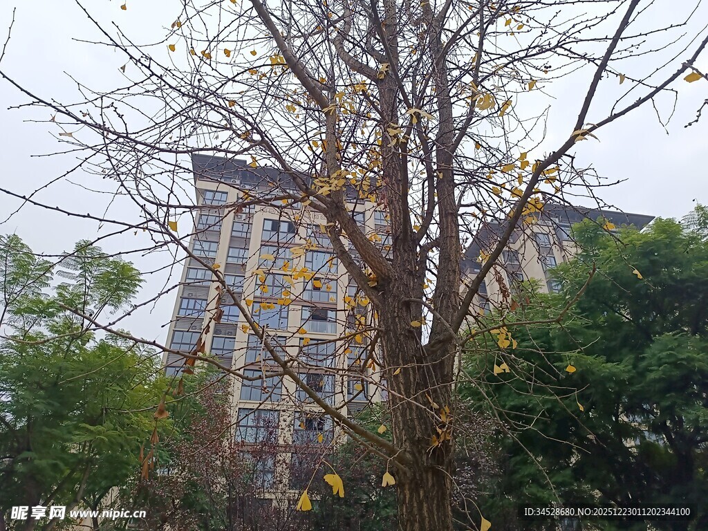 楼前枯树与绿植景观