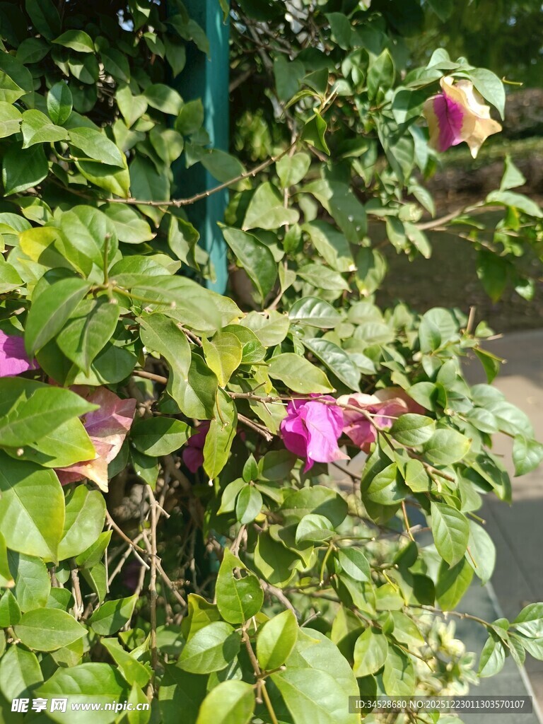 绽放的多彩蔷薇花