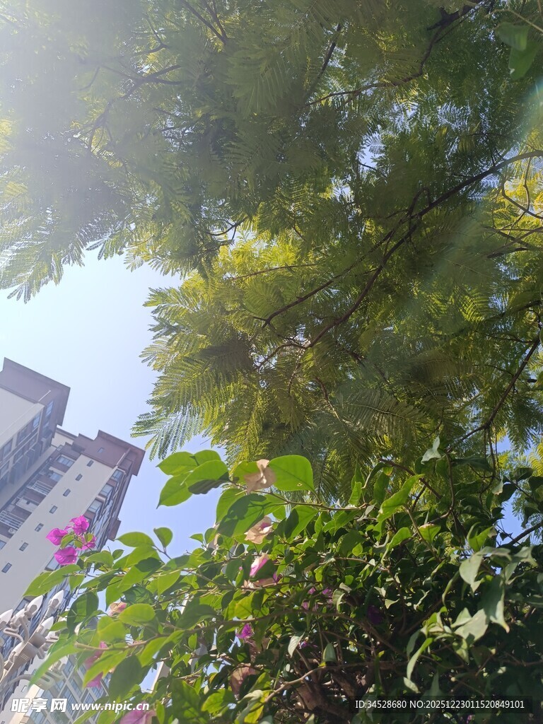 透过枝叶看建筑