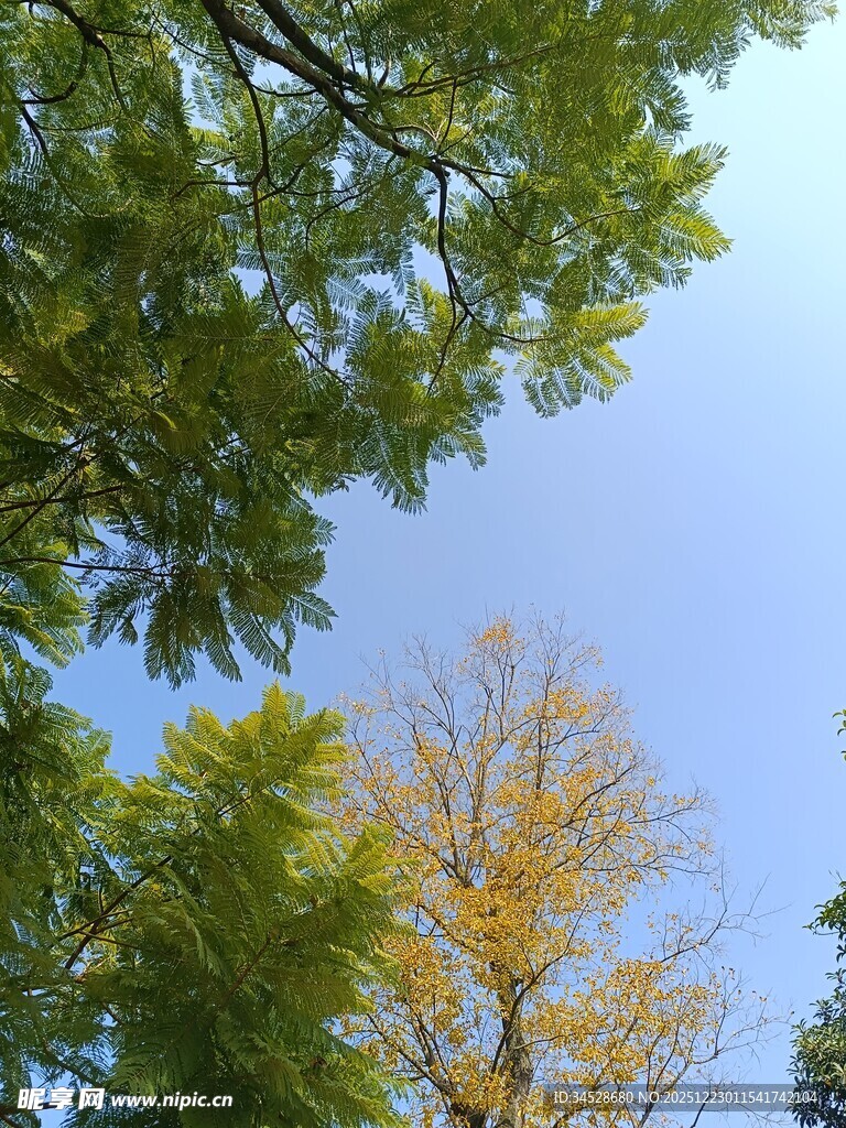 秋日林间树梢蓝天景致