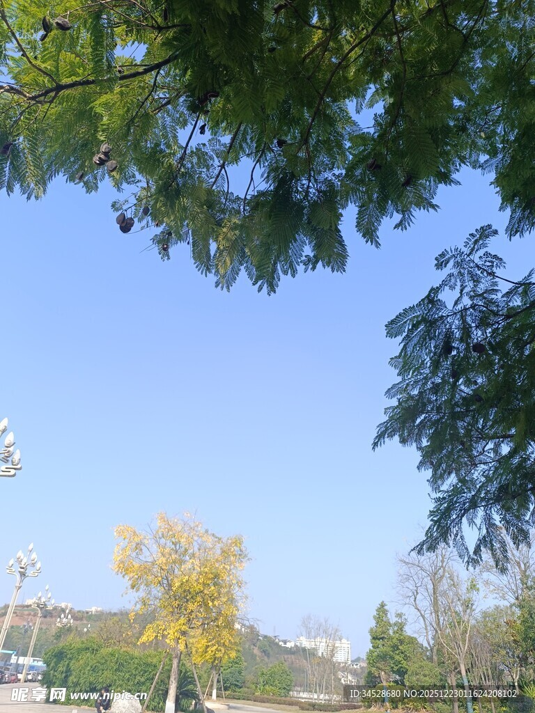 秋日树梢下的开阔景致