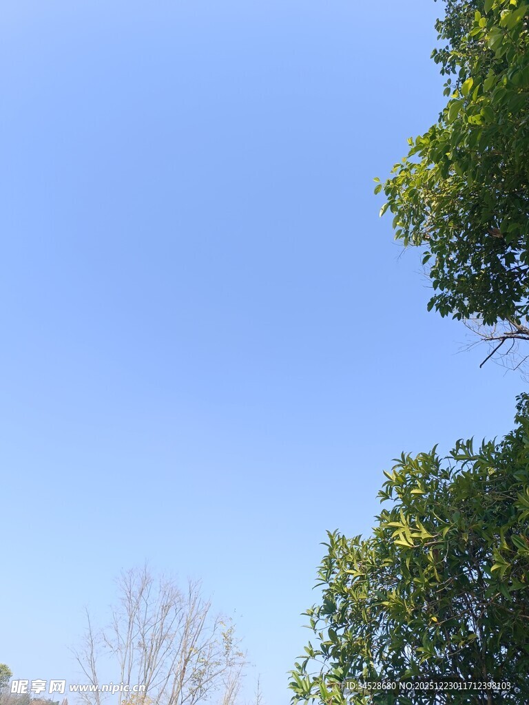 蓝天绿树间的清新景致