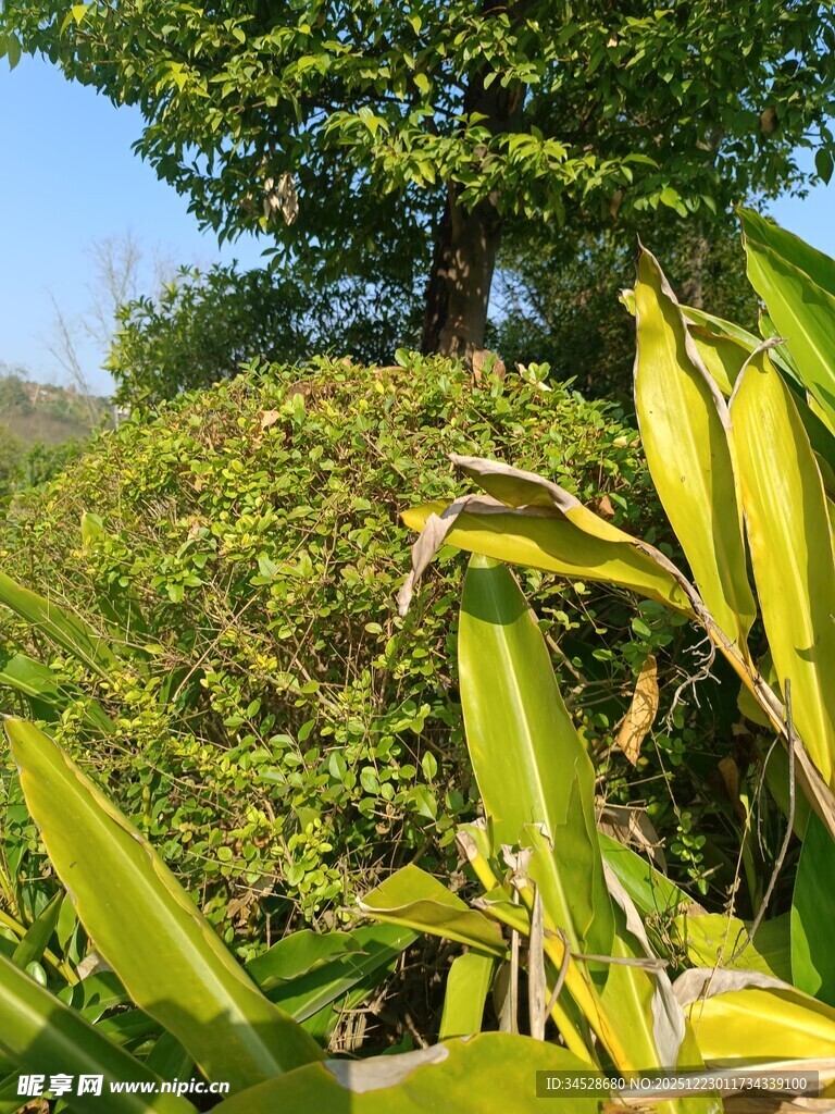 绿意盎然的植物景观