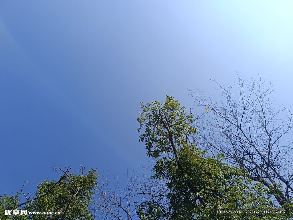 仰望蓝天绿树