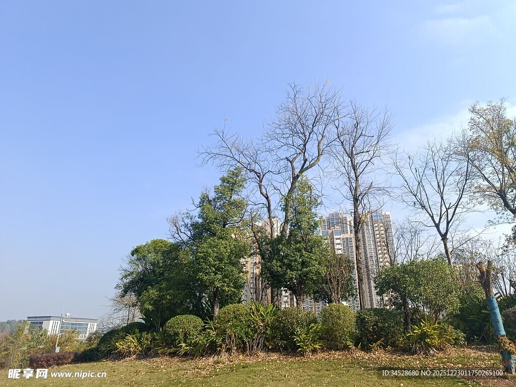 户外绿树蓝天景致