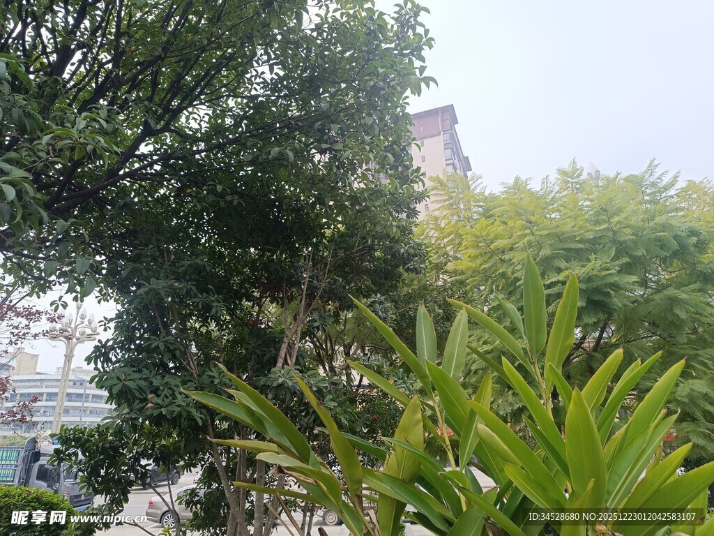 城市中的绿植景观