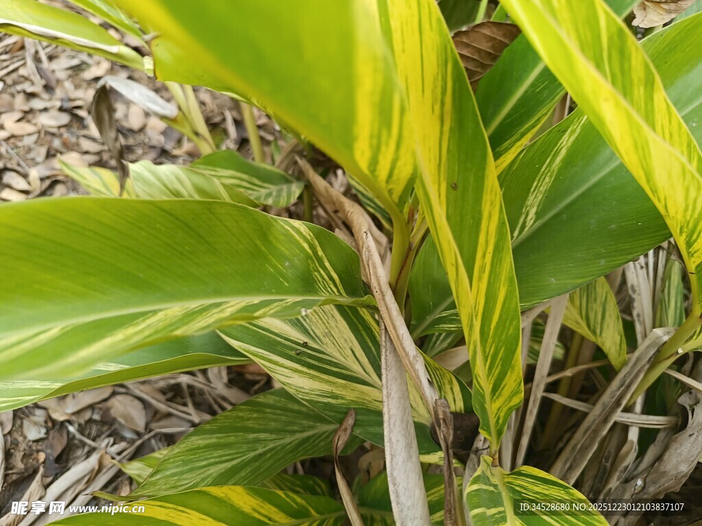 黄绿相间的斑斓植物叶片