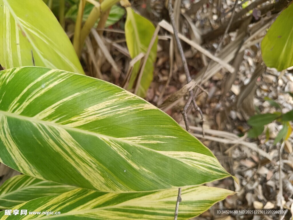 斑斓条纹绿植叶片特写